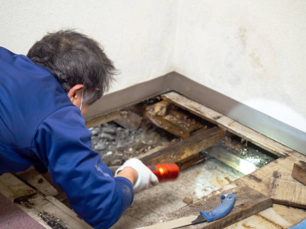Best Local Mold Removal Service  in Stockton, CA