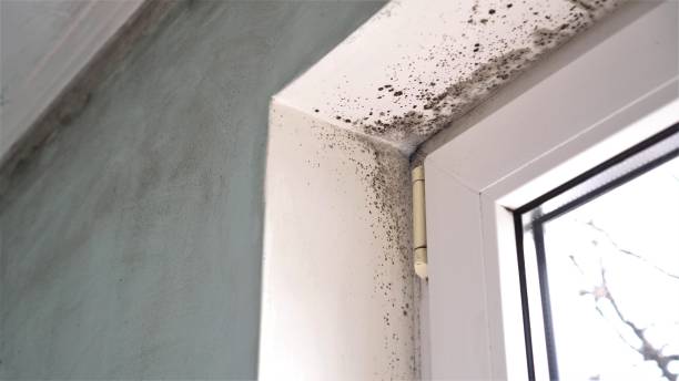 Best Certified Mold Removal  in Stockton, CA
