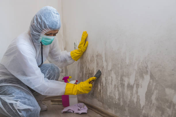 Best Local Mold Removal Service  in Stockton, CA
