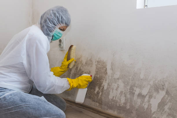 Best Commercial Mold Removal  in Stockton, CA