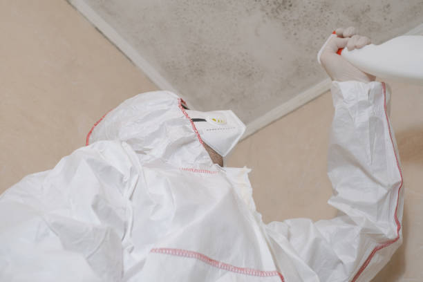 Office Mold Removal Services in Stockton, CA