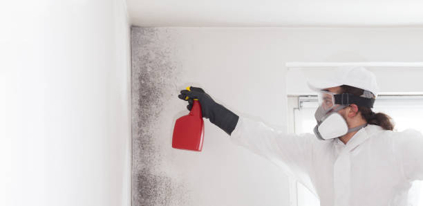 Best Attic Mold Removal  in Stockton, CA