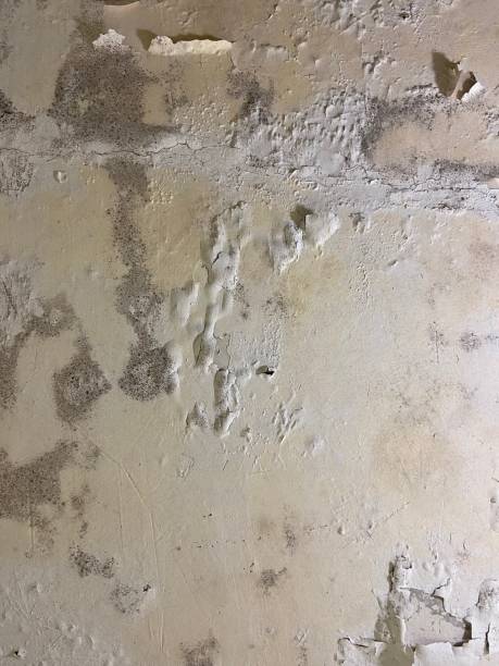 Professional Mold Removal in Stockton, CA